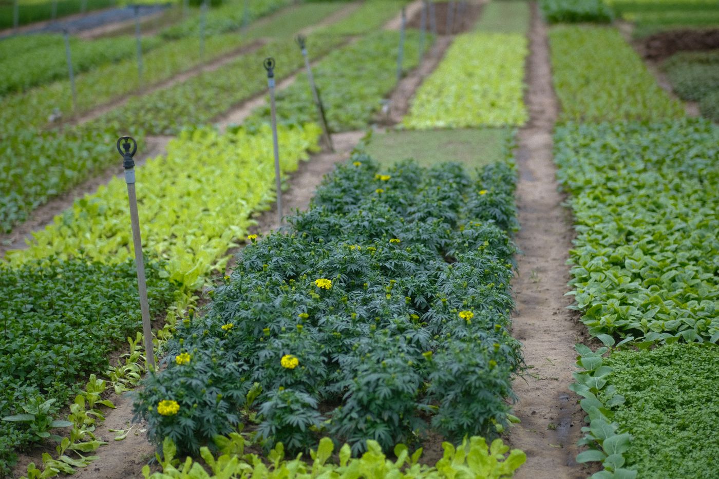 Vegetable growing and harvest example