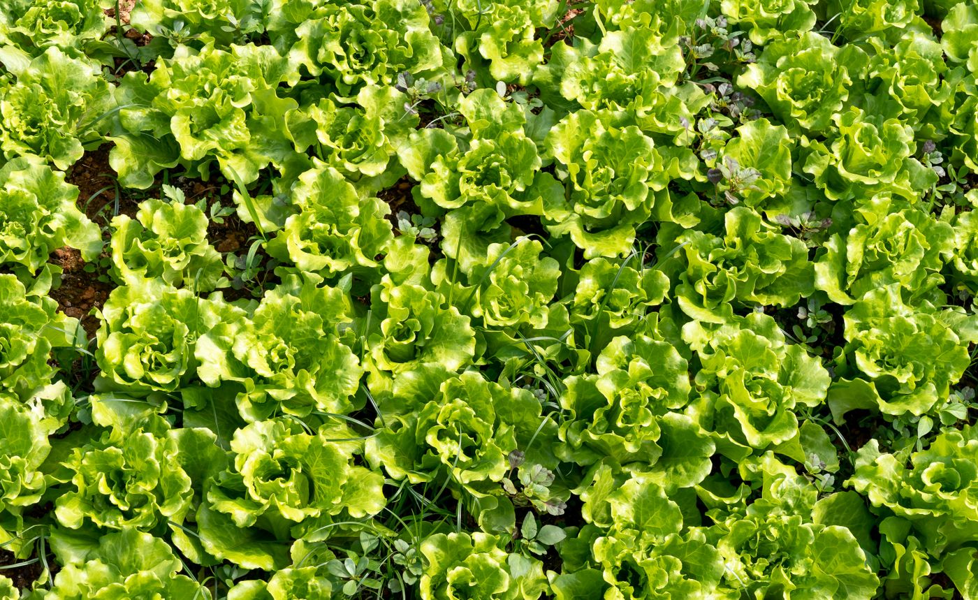 Example produce for Salad & Greens Box
